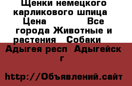 Щенки немецкого карликового шпица › Цена ­ 20 000 - Все города Животные и растения » Собаки   . Адыгея респ.,Адыгейск г.